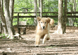 標高1,000m超の爽やかな森に囲まれた高原リゾートが舞台！ゲストが愛犬と寛ぐヴィラでの勤務です