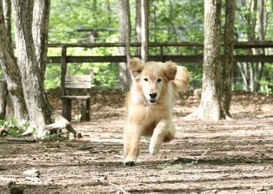 標高1,000m超の爽やかな森に囲まれた高原リゾートが舞台！ゲストが愛犬と寛ぐヴィラでの勤務です