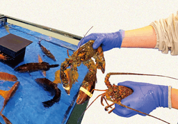 綿半スーパーセンターの鮮魚部門で売場作りのプロを目指そう！