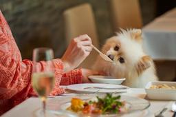 レストランは愛犬同伴が基本。愛犬用のお食事メニューもご用意しております！