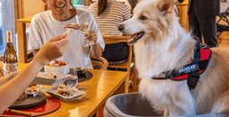 レストランは愛犬同伴が基本。愛犬用のお食事メニューもご用意しております！