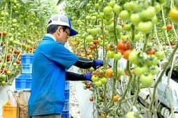 世界トップクラスの単収量を誇る農業法人で、次の未来を創っていきませんか。