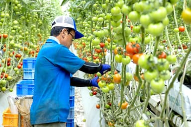 世界トップクラスの単収量を誇る農業法人で、次の未来を創っていきませんか。