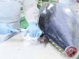 成田空港から直行！鮮度抜群の鯖やマグロを専用の包丁で豪快に解体していくのは、職人技が光る瞬間です。