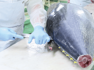 成田空港から直行！鮮度抜群の鯖やマグロを専用の包丁で豪快に解体していくのは、職人技が光る瞬間です。