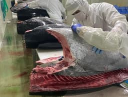 成田空港から直行!鮮度抜群の鯖やマグロを専用の包丁で豪快に解体していくのは、職人技が光る瞬間です。
