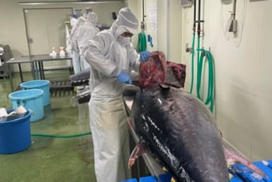 成田空港から直行!鮮度抜群の鯖やマグロを専用の包丁で豪快に解体していくのは、職人技が光る瞬間です。